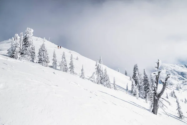 Vue Aérienne Une Belle Forêt Hiver — Photo