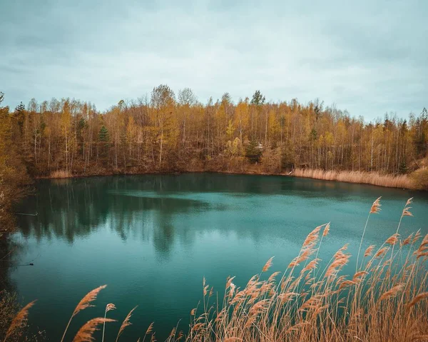 Pequeno Lago Cercado Por Campo Trigo Amarelo Floresta Contra Céu — Fotografia de Stock