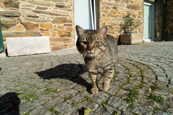 Eine Gestreifte Graue Wildkatze Auf Der Asphaltierten Straße Einem Sonnigen — Stockfoto