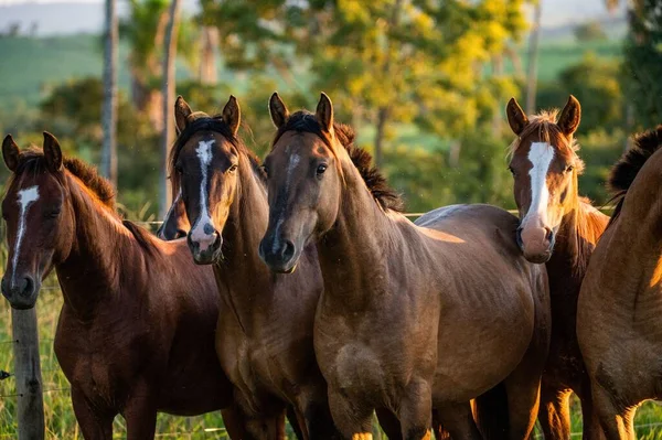 Eine Nahaufnahme Von Criollo Pferden Einem Bauernhof Bei Sonnenuntergang — Stockfoto