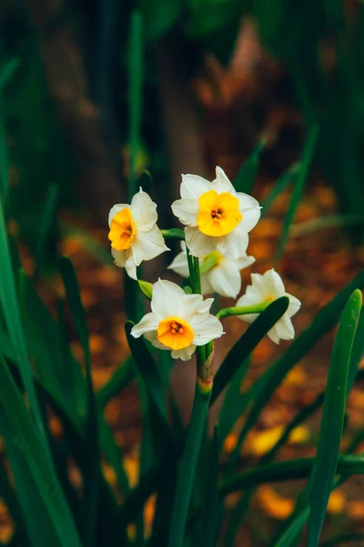 Eine Vertikale Nahaufnahme Einiger Narzissen Die Garten Wachsen — Stockfoto