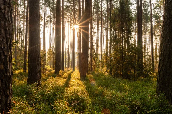 Soleil Brille Derrière Les Arbres Dans Une Forêt — Photo