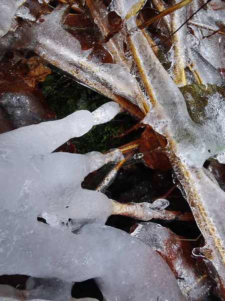 Closeup Shot Ice Autumn Fallen Leaves — Stock Photo, Image