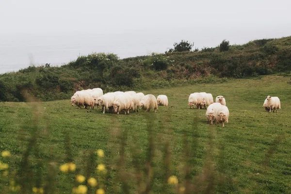 Вівці Пасуться Зеленому Полі — стокове фото