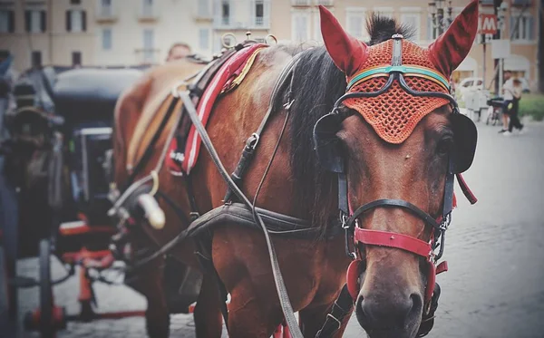 Närbild Vacker Brun Häst Med Sele Utomhus — Stockfoto