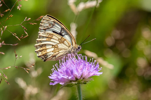 Знімок Метелика Melanargia Lachesis Квітці Розмитим Зеленим Фоном — стокове фото