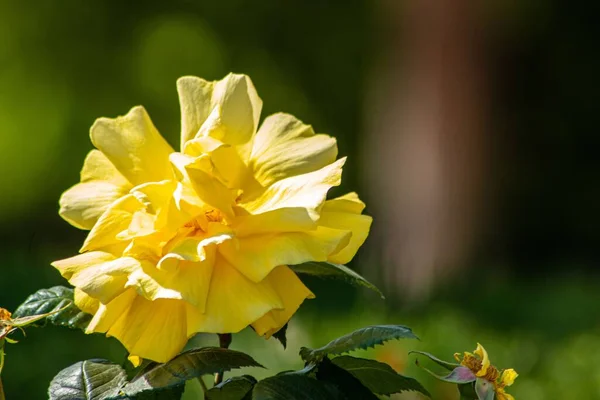 Primer Plano Una Flor Hibisco Amarillo Jardín Día Soleado — Foto de Stock