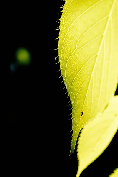 Вид Prunus Serrulata Японське Вишневе Листя — стокове фото