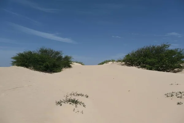 Vue Sur Une Zone Aride Déserte Avec Sol Sablonneux Une — Photo