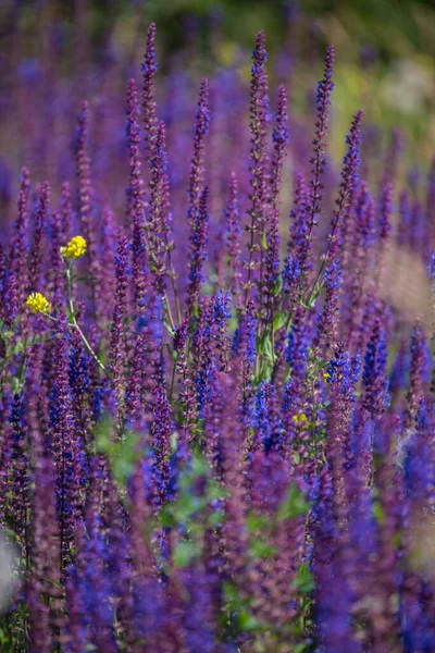 Açık Havada Açan Lavanta Çiçeklerinin Seçici Odak Noktası — Stok fotoğraf