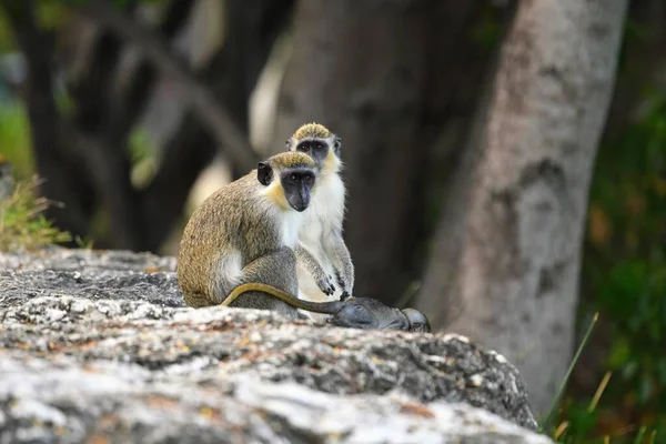 Dvě Roztomilé Opice Sedí Skále Pozadí Stromů — Stock fotografie