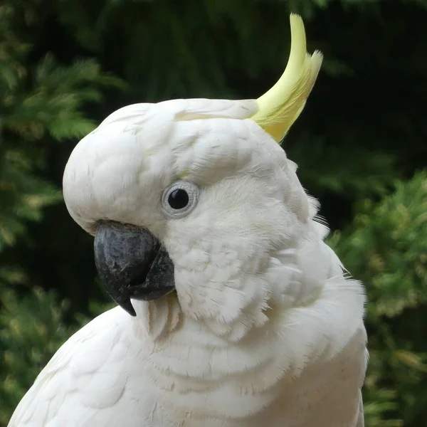 Close Sulphur Crested Cockatoo Bird Looking Camera Green Leaf Background — Stock Photo, Image