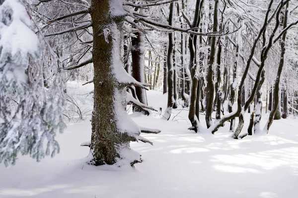 Eine Flache Aufnahme Eines Schönen Waldes Winter — Stockfoto