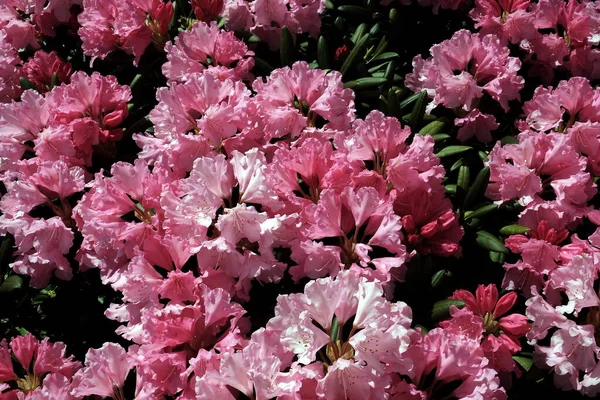 Крупный План Розовых Цветов Азалии Саду — стоковое фото