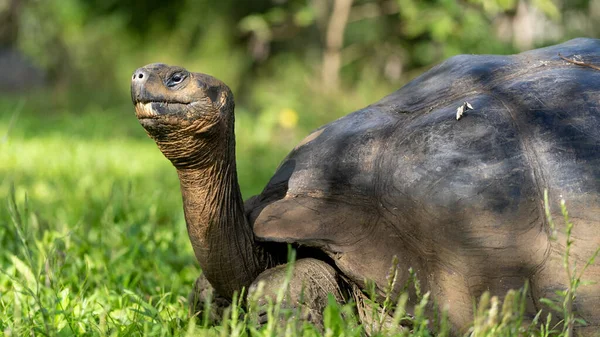 Eine Großaufnahme Einer Schildkröte Auf Einer Graslandschaft — Stockfoto