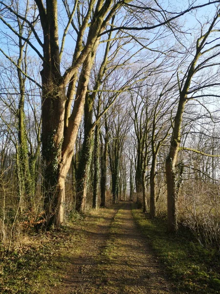 Sentier Dans Une Forêt Avec Des Arbres Nus Mousses Par — Photo