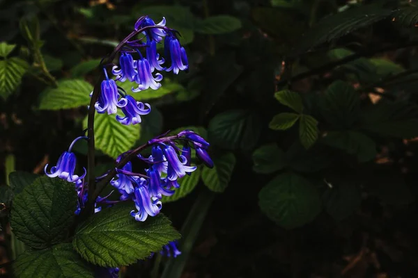 Zbliżenie Ujęcia Hyacinthoides Nieskryptowe Kwiaty Kwitnące Lesie — Zdjęcie stockowe