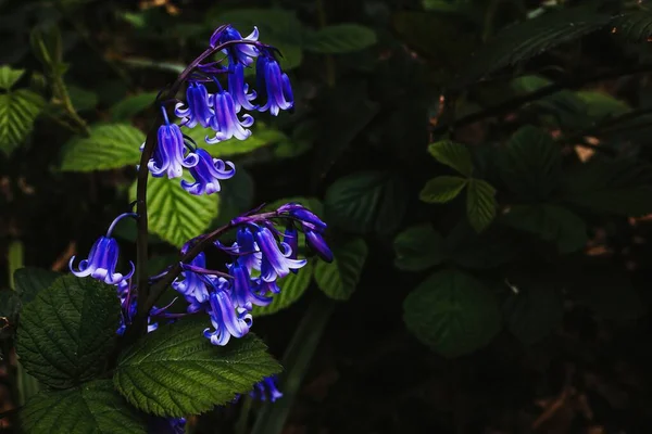 Een Close Shot Van Hyacinthoides Non Scripta Bloemen Bloeien Het — Stockfoto