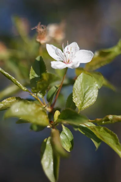 Κάθετη Κοντινή Φωτογραφία Από Λευκό Μικρό Λουλούδι Θάμνο — Φωτογραφία Αρχείου