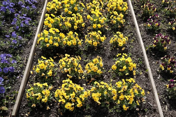 Uma Vista Flores Pansy Amarelas Plantadas Jardim — Fotografia de Stock