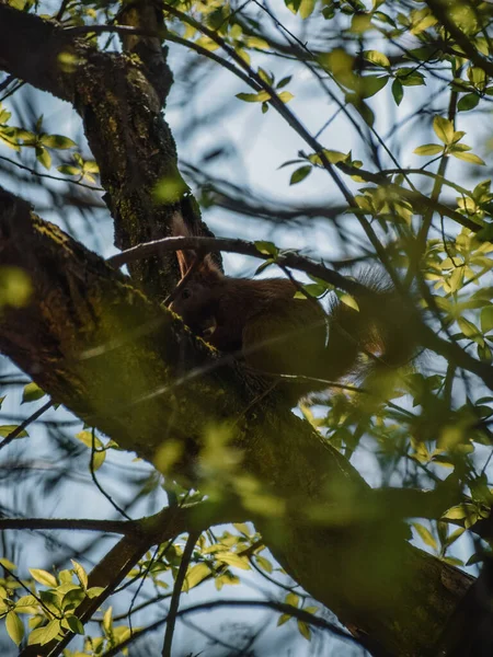 Common Squirrel Tree — Stock Photo, Image