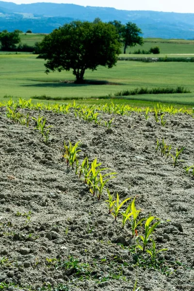 Plowed Soil Several Sunflower Seedlings Green Meadow Sunny Day — Stock Photo, Image