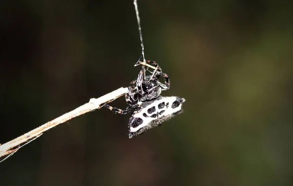 Gasteracantha Cancriformis Spider Maro摄影 — 图库照片