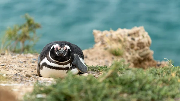 Närbild Humboldt Pingvin Vid Strand — Stockfoto