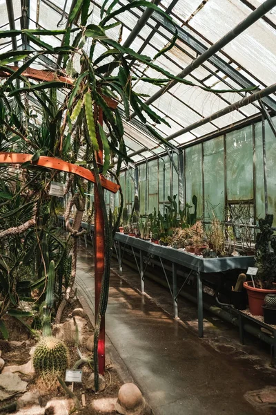 Colpo Verticale Dell Interno Dell Orto Botanico Iasi Romania — Foto Stock