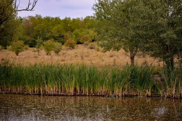 Красивый Вид Спокойное Озеро Деревьями Заднем Плане — стоковое фото