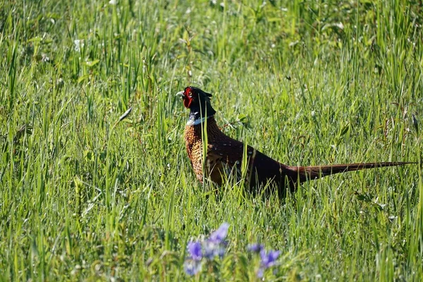 Close Shot Ring Necked Pheasant Surrounded Grass Wild Flowers — Stock Photo, Image