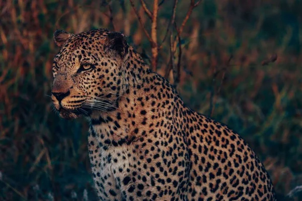 Close Leopardo Fundo Natureza Turva — Fotografia de Stock