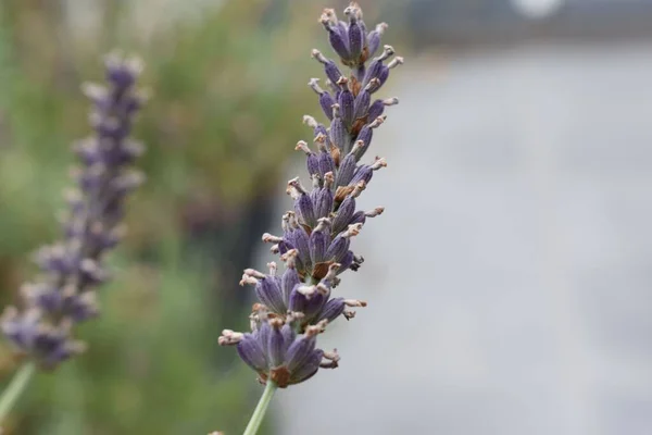 一种背景模糊的英国薰衣草紫色植物的选择性聚焦拍摄 — 图库照片