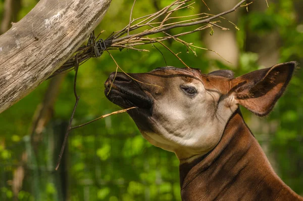 Zbliżenie Pięknego Okapi Zwierzęcia Odrywającego Gałązkę Drzewa Zielenią Plecy — Zdjęcie stockowe