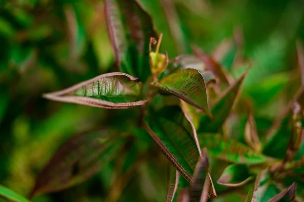 Una Planta Con Hojas Moradas Jardín —  Fotos de Stock