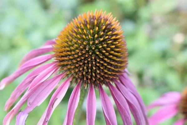 Ett Makro Skott Lila Koneflower Med Suddig Bakgrund — Stockfoto