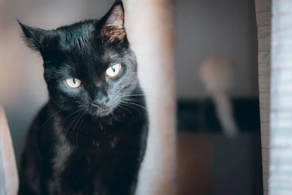 Close Gato Preto Olhos Verdes — Fotografia de Stock