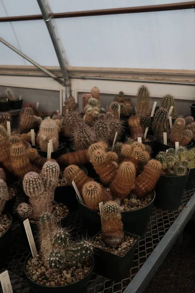Primo Piano Cactus All Interno Una Serra Nel Texas Occidentale — Foto Stock