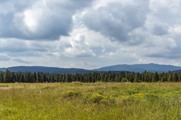 曇り空の下で木々に囲まれた緑豊かな草原の美しい景色 カルパティア ウクライナ — ストック写真
