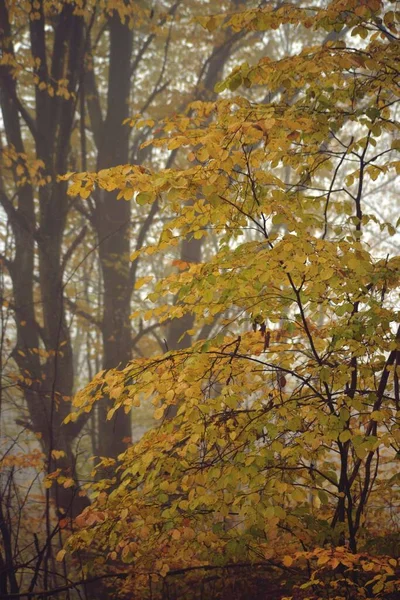 안개낀 나무들의 아름다운 — 스톡 사진