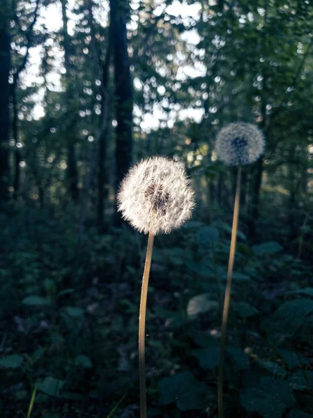 Een Selectieve Focus Shot Van Witte Pluizige Paardebloemen Het Bos — Stockfoto