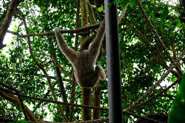 Monkey Hanging Branch Fence — Stock Photo, Image