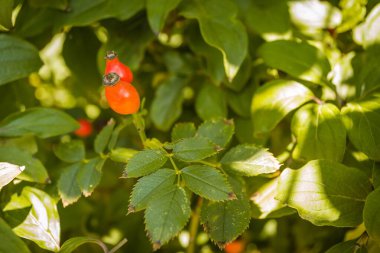 Gül kalçalarıyla yakın çekim.