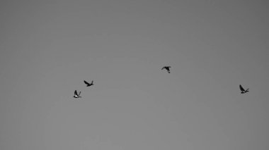 Gökyüzünde uçan birkaç kuşun gri tonda yakın plan çekimi.