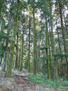Güneşli bir günde güzel bir ormanın alçak açılı manzarası