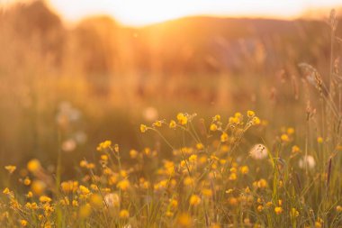 Güneşin sarı kır çiçekleriyle süslü bir çiçek çayırı.