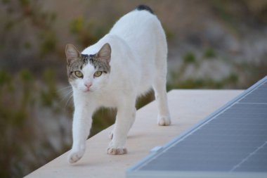 Çatıda yürüyen gri kafalı beyaz bir kedi.