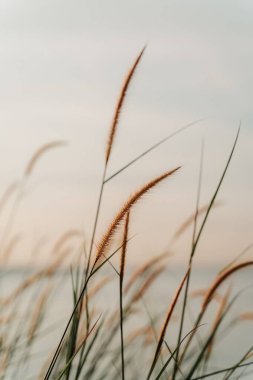 Arka planda su manzarası olan bir tüy otunun dikey çekimi.