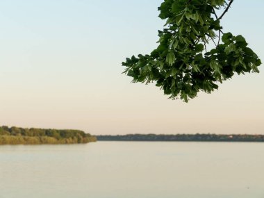 Önünde yeşil bir ağaç olan sakin bir göl manzarası.