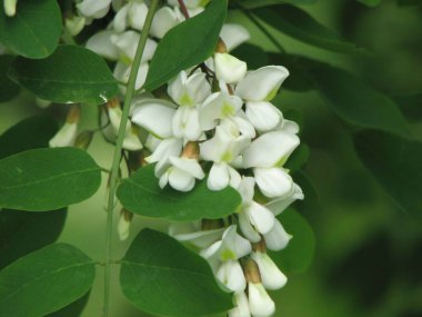 Yeşil yapraklı beyaz çiçeklerin büyümesi